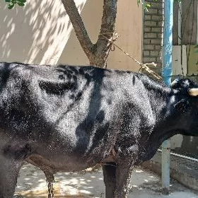 ÖKÜZ