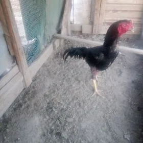Batu 11aylyk