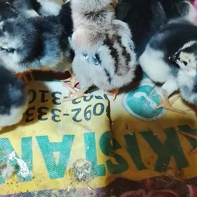 баес жуже
