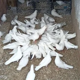 Kepderi