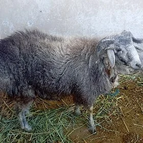 Goç