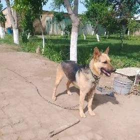 Овчарка Немецкая