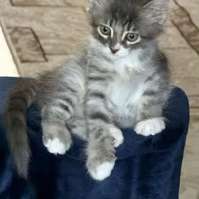 кошечка