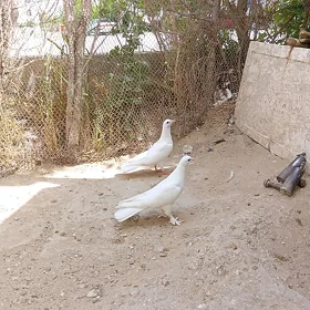 kepderi