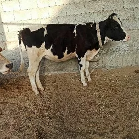 Tüwe
