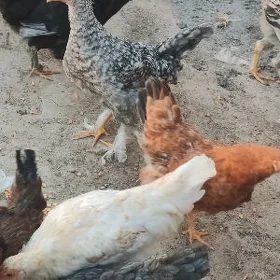 Towuk çykan jüýjelerv