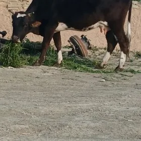Sygyr