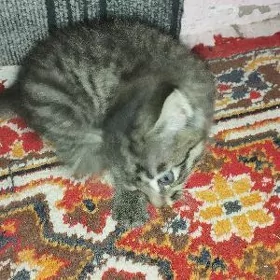 pişikler ,‍