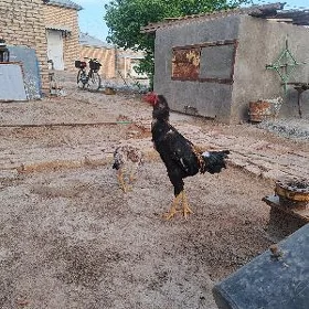 baysok horqz