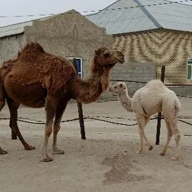 inen köşekli duye