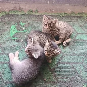 Отдадим котят в добрые руки