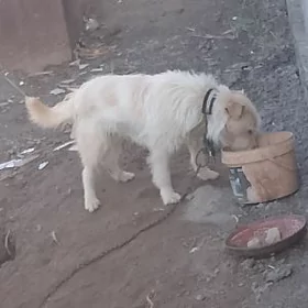 IT