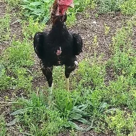 baysow horaz