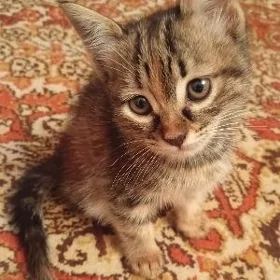 кошечка