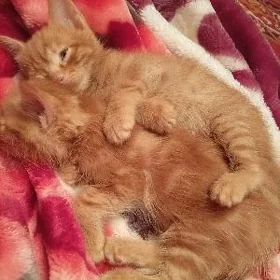 котята