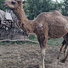 düye köşekli düýe