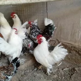 karlik - yaponcik
