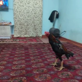 Horaz