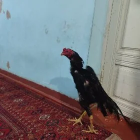 Horaz