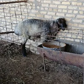 TOHUM GOÇKAR.