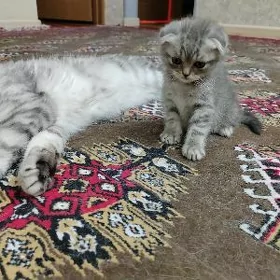 КОТЁНОК