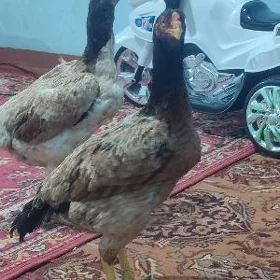 ozbek towuklat