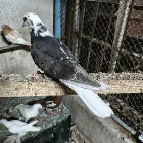 Kepderi