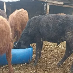 öküzçe tüwe öküz göle