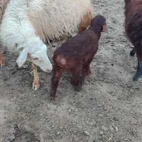 Guzly goýun
