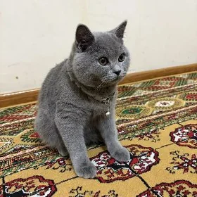 şatlan vislouhy