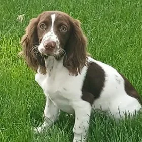 Gujuk (Inglis springer spaniel