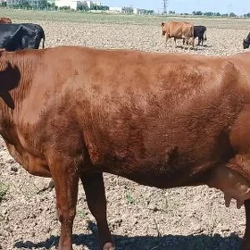 Göleli sygyrlar