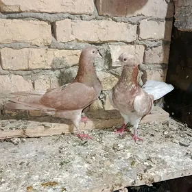 kepderi