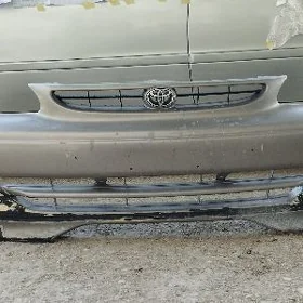 carolla morda sapcaslar