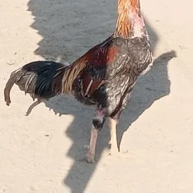 taşgent