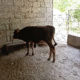 Tůwe