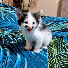 отдам котят в надежные руки
