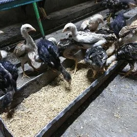 Taşkent jüýje.Baýsow