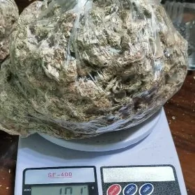 мох чилийский сфагнум