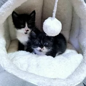 отдам ласковых игривых котят