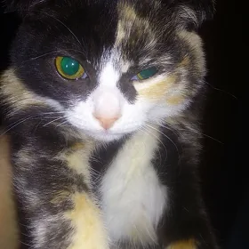 кошка вислоушка