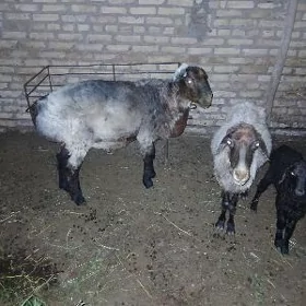 GOÇKAR GUZULY GOÝUN.
