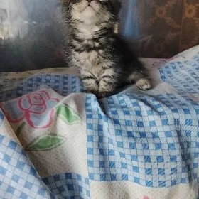 котенок