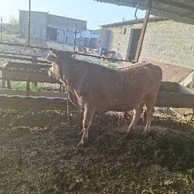 öküz