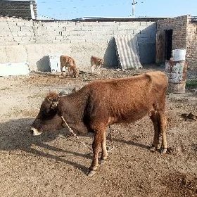 goleli sygyr