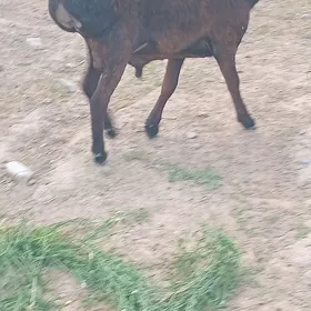 кисар