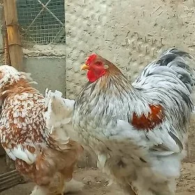BRAMA yumurtgasy