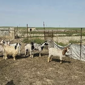 гечи