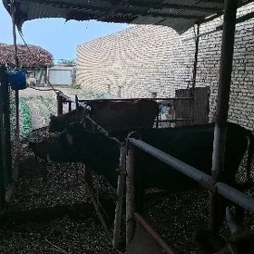 Unajyn