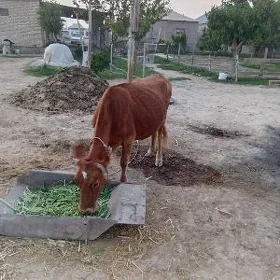 Sygyr bogaz